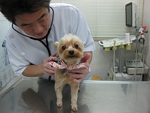 ワシントン動物病院・院長